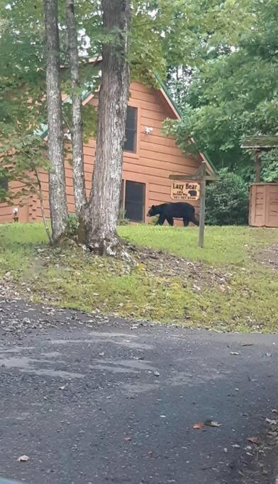 Lazy Bear *
